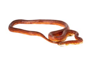 Pantherophis guttatus, bloodred piedside "low white", femelle adulte